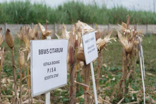 Kegiatan Panen Raya Tanaman Jagung