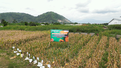 Kegiatan Panen Raya Tanaman Jagung