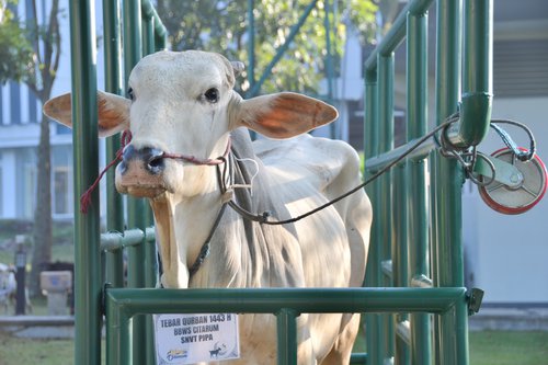 Pelaksanaan Qurban 1443 H Balai Besar Wilayah Sungai Citarum.