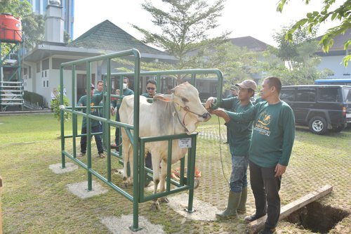 Pelaksanaan Qurban 1443 H Balai Besar Wilayah Sungai Citarum.