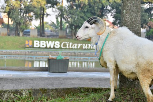 Pelaksanaan Qurban 1443 H Balai Besar Wilayah Sungai Citarum.